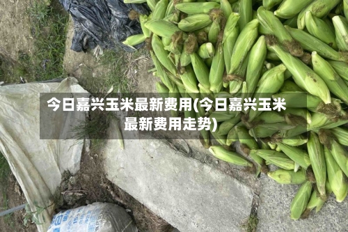 今日嘉兴玉米最新费用(今日嘉兴玉米最新费用走势)-第2张图片