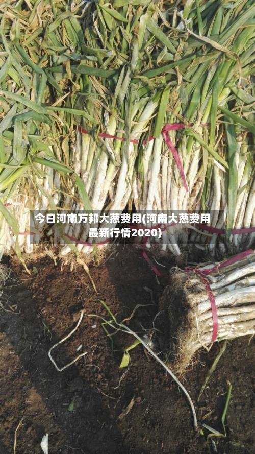 今日河南万邦大葱费用(河南大葱费用最新行情2020)-第2张图片