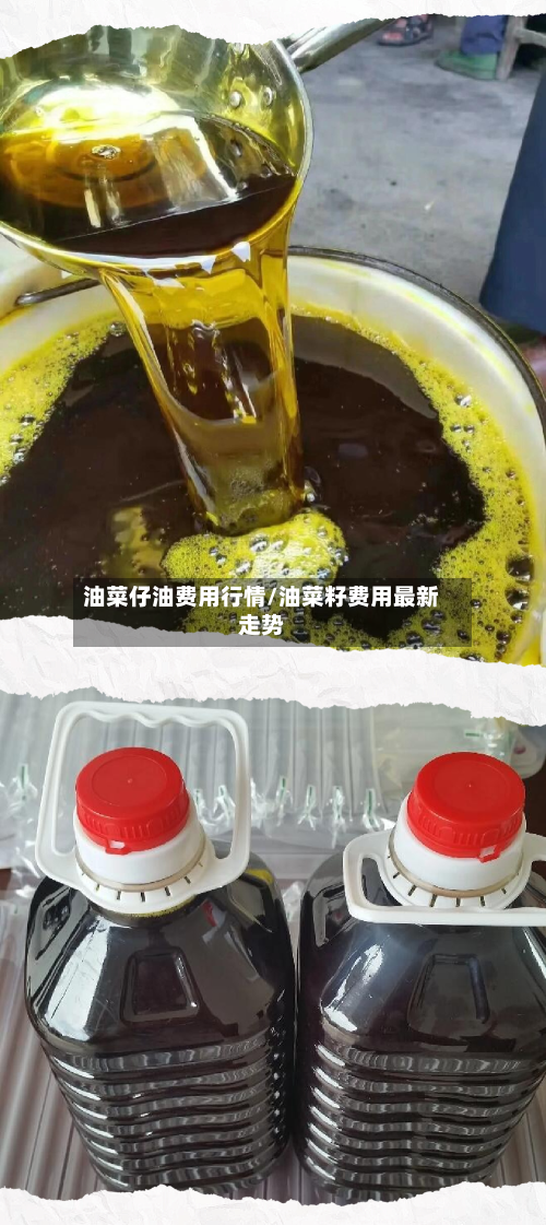 油菜仔油费用行情/油菜籽费用最新走势-第2张图片