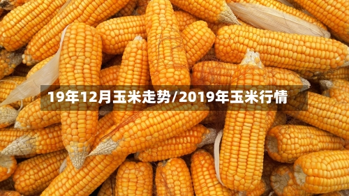 19年12月玉米走势/2019年玉米行情-第2张图片