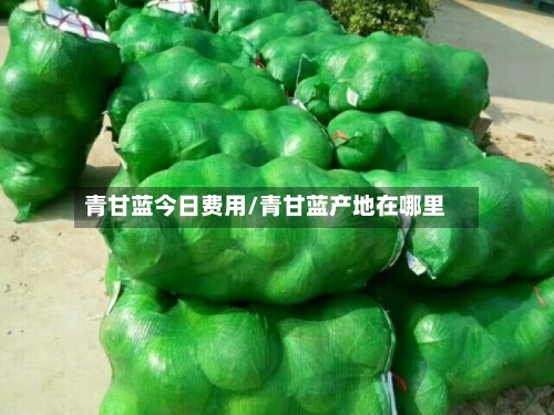 青甘蓝今日费用/青甘蓝产地在哪里