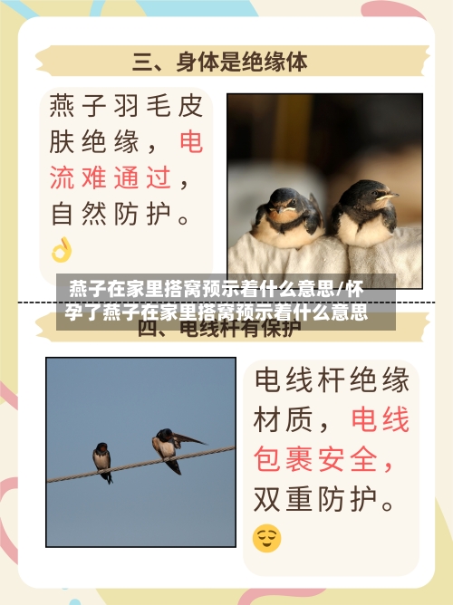 燕子在家里搭窝预示着什么意思/怀孕了燕子在家里搭窝预示着什么意思