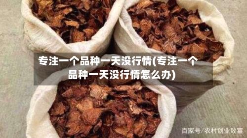 专注一个品种一天没行情(专注一个品种一天没行情怎么办)