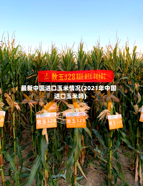 最新中国进口玉米情况(2021年中国进口玉米吗)