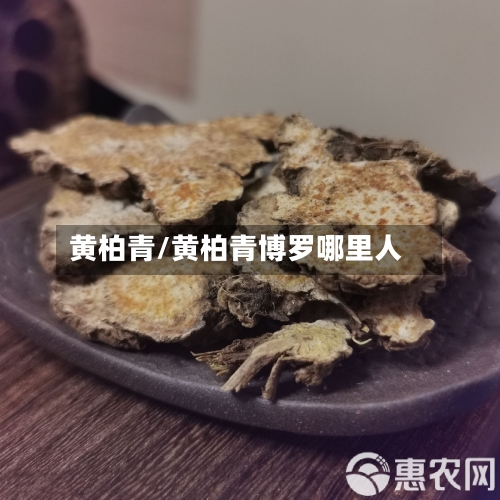 黄柏青/黄柏青博罗哪里人