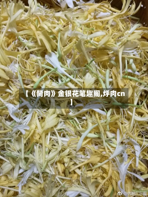 【《胬肉》金银花笔趣阁,烀肉cn】