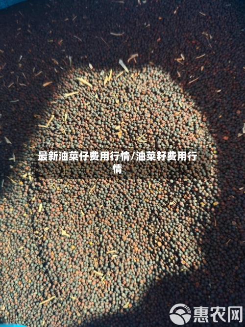 最新油菜仔费用行情/油菜籽费用行情