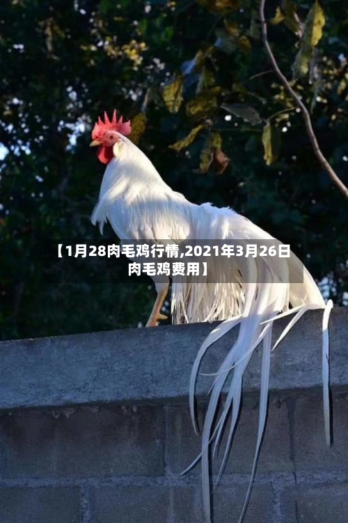 【1月28肉毛鸡行情,2021年3月26日肉毛鸡费用】-第3张图片