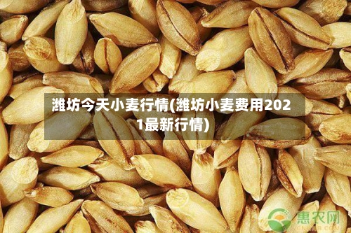 潍坊今天小麦行情(潍坊小麦费用2021最新行情)-第2张图片