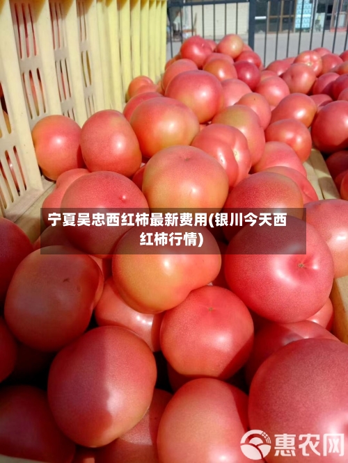 宁夏吴忠西红柿最新费用(银川今天西红柿行情)