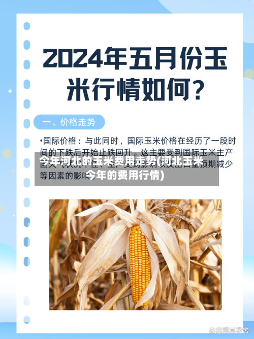 今年河北的玉米费用走势(河北玉米今年的费用行情)