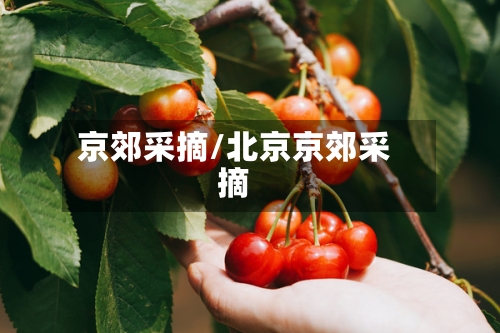 京郊采摘/北京京郊采摘