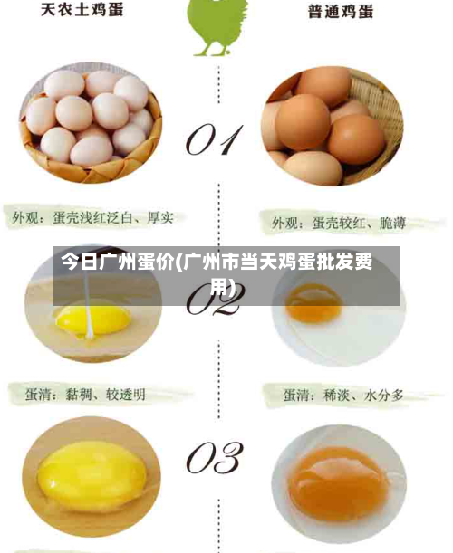 今日广州蛋价(广州市当天鸡蛋批发费用)