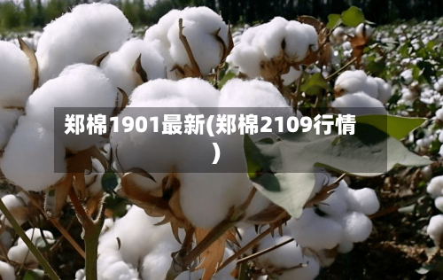 郑棉1901最新(郑棉2109行情)-第2张图片