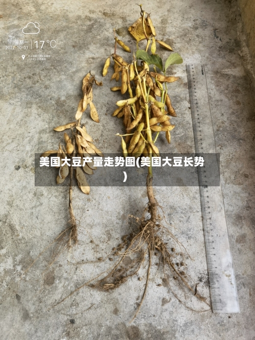 美国大豆产量走势图(美国大豆长势)-第2张图片