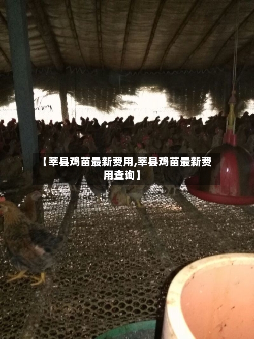 【莘县鸡苗最新费用,莘县鸡苗最新费用查询】-第2张图片