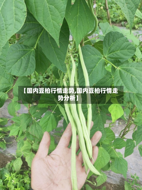 【国内豆柏行情走势,国内豆柏行情走势分析】