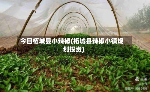 今日柘城县小辣椒(柘城县辣椒小镇规划投资)-第3张图片