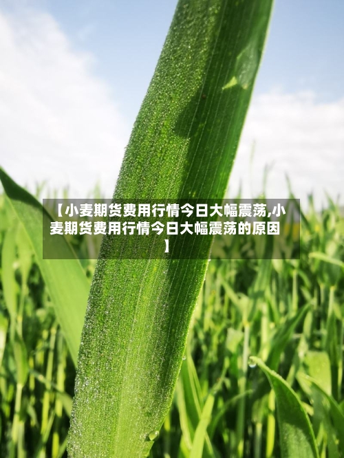 【小麦期货费用行情今日大幅震荡,小麦期货费用行情今日大幅震荡的原因】-第2张图片