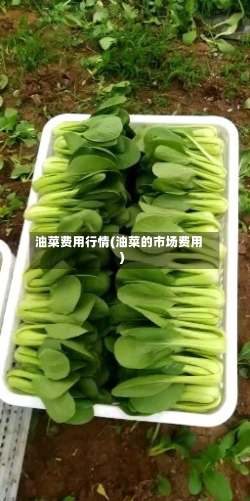 油菜费用行情(油菜的市场费用)