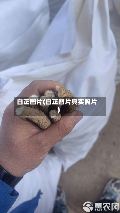 白芷图片(白芷图片真实照片)