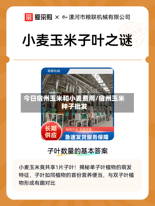 今日宿州玉米和小麦费用/宿州玉米种子批发-第2张图片