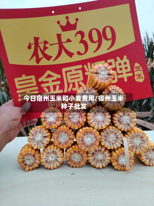 今日宿州玉米和小麦费用/宿州玉米种子批发