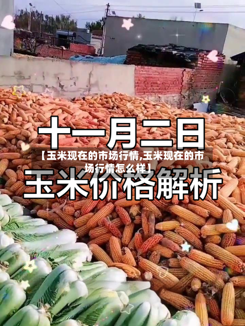 【玉米现在的市场行情,玉米现在的市场行情怎么样】