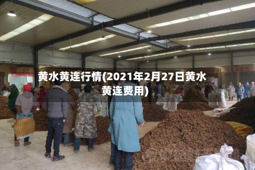 黄水黄连行情(2021年2月27日黄水黄连费用)