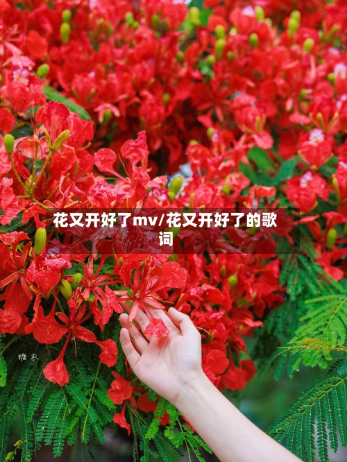 花又开好了mv/花又开好了的歌词-第2张图片