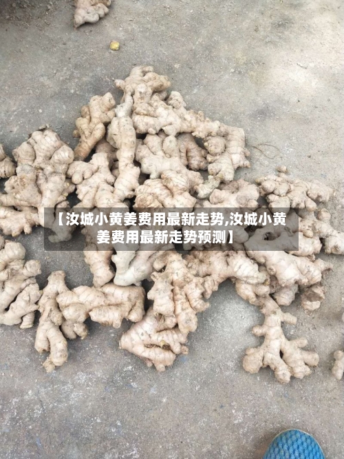 【汝城小黄姜费用最新走势,汝城小黄姜费用最新走势预测】