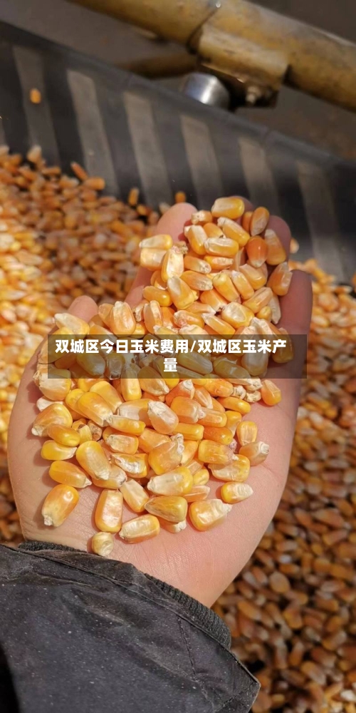 双城区今日玉米费用/双城区玉米产量-第2张图片