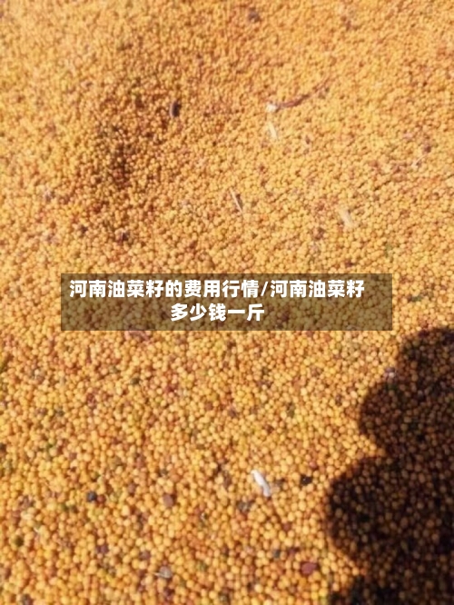 河南油菜籽的费用行情/河南油菜籽多少钱一斤-第3张图片