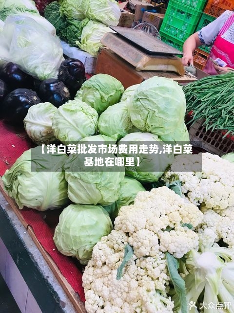 【洋白菜批发市场费用走势,洋白菜基地在哪里】