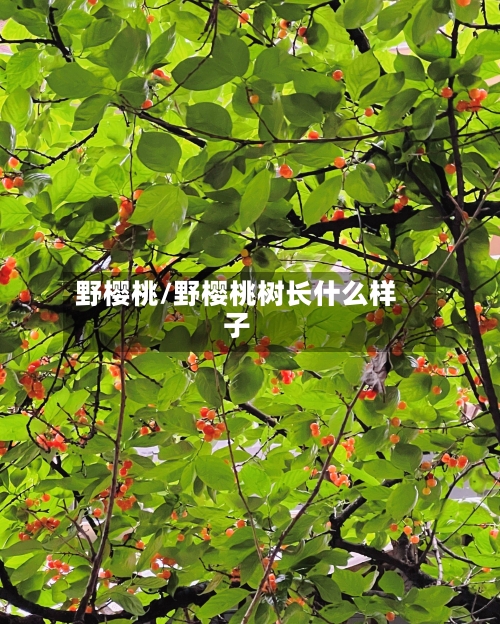 野樱桃/野樱桃树长什么样子
