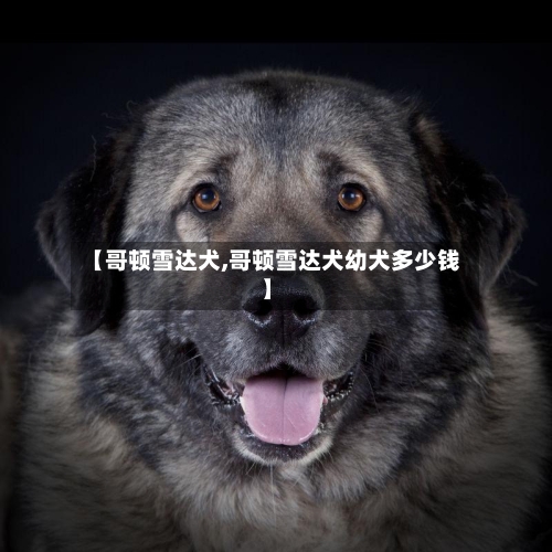 【哥顿雪达犬,哥顿雪达犬幼犬多少钱】