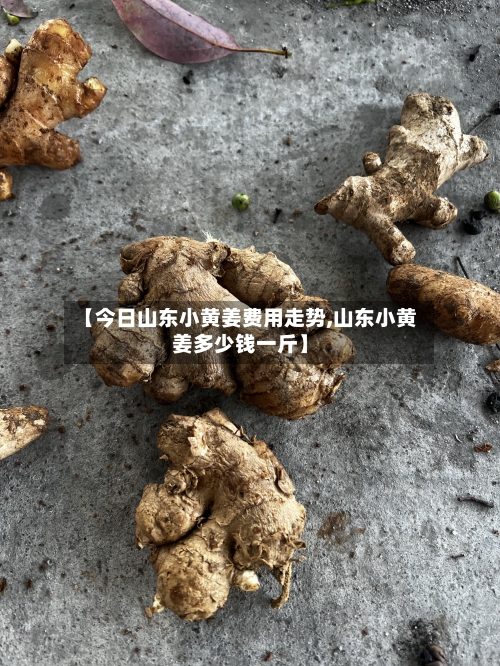 【今日山东小黄姜费用走势,山东小黄姜多少钱一斤】