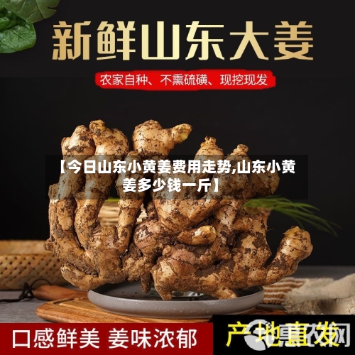 【今日山东小黄姜费用走势,山东小黄姜多少钱一斤】-第3张图片