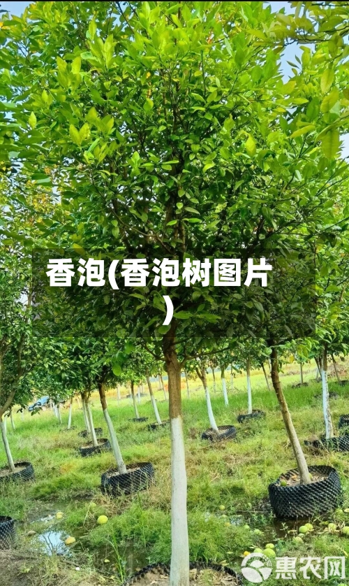 香泡(香泡树图片)