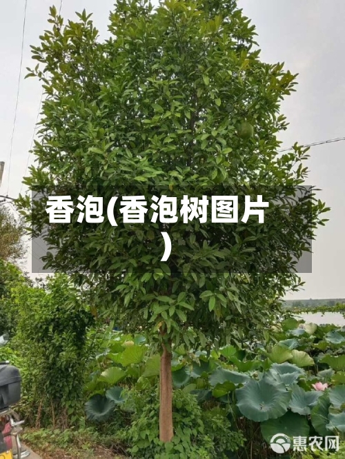香泡(香泡树图片)-第3张图片