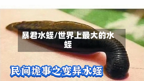 暴君水蛭/世界上最大的水蛭