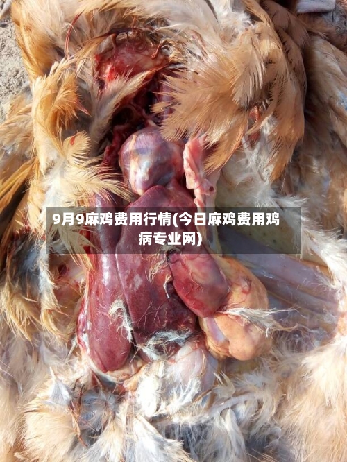 9月9麻鸡费用行情(今日麻鸡费用鸡病专业网)