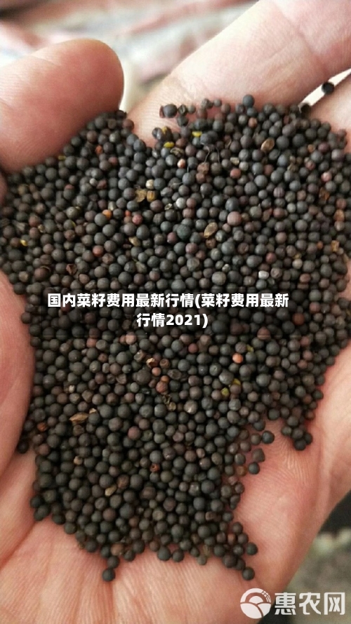 国内菜籽费用最新行情(菜籽费用最新行情2021)