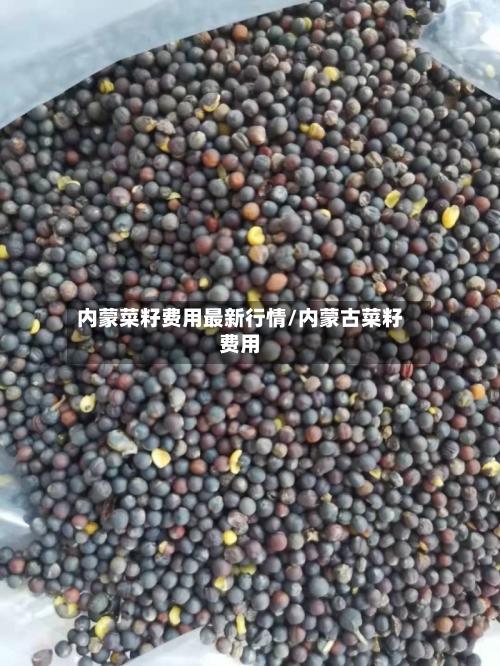 内蒙菜籽费用最新行情/内蒙古菜籽费用