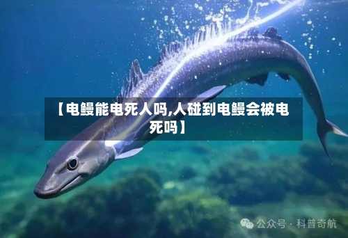 【电鳗能电死人吗,人碰到电鳗会被电死吗】