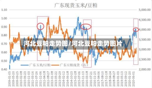 河北豆粕走势图/河北豆粕走势图片