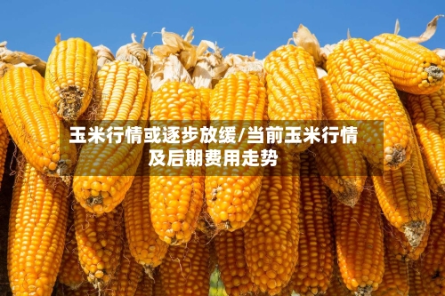 玉米行情或逐步放缓/当前玉米行情及后期费用走势