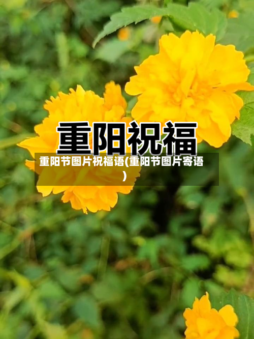 重阳节图片祝福语(重阳节图片寄语)