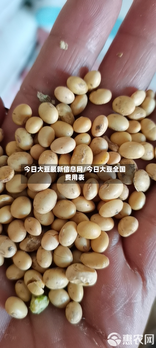 今日大豆最新信息网/今日大豆全国费用表