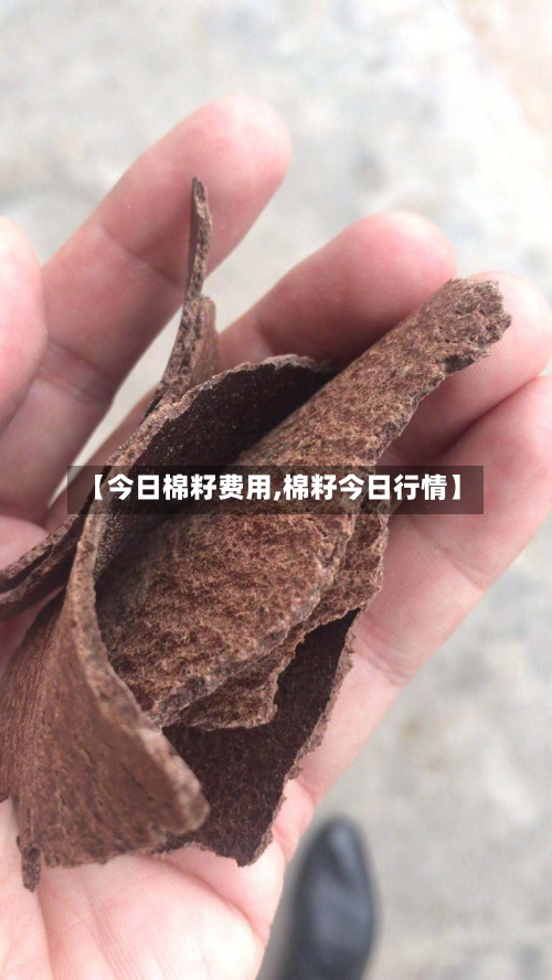 【今日棉籽费用,棉籽今日行情】-第2张图片
